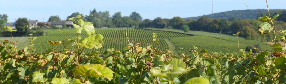 domaine minchin
